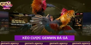 Các kiểu Gemwin đá gà hấp dẫn 